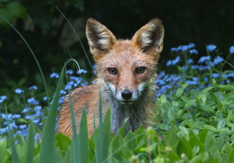 Fox in the Forget-Me-Nots